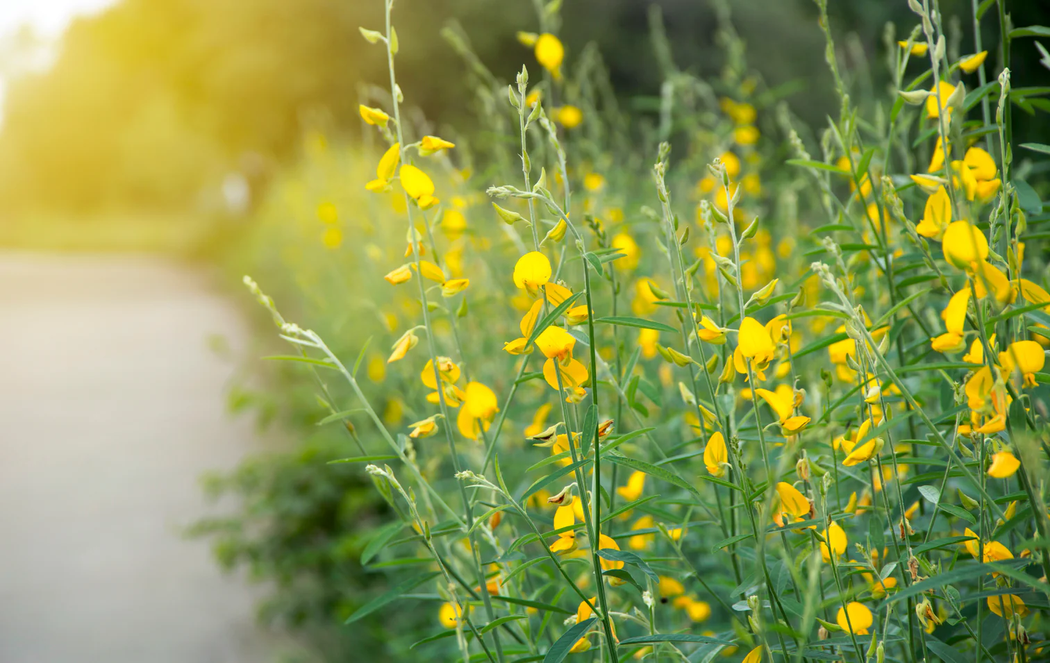 Master Your Own Garden Harvest