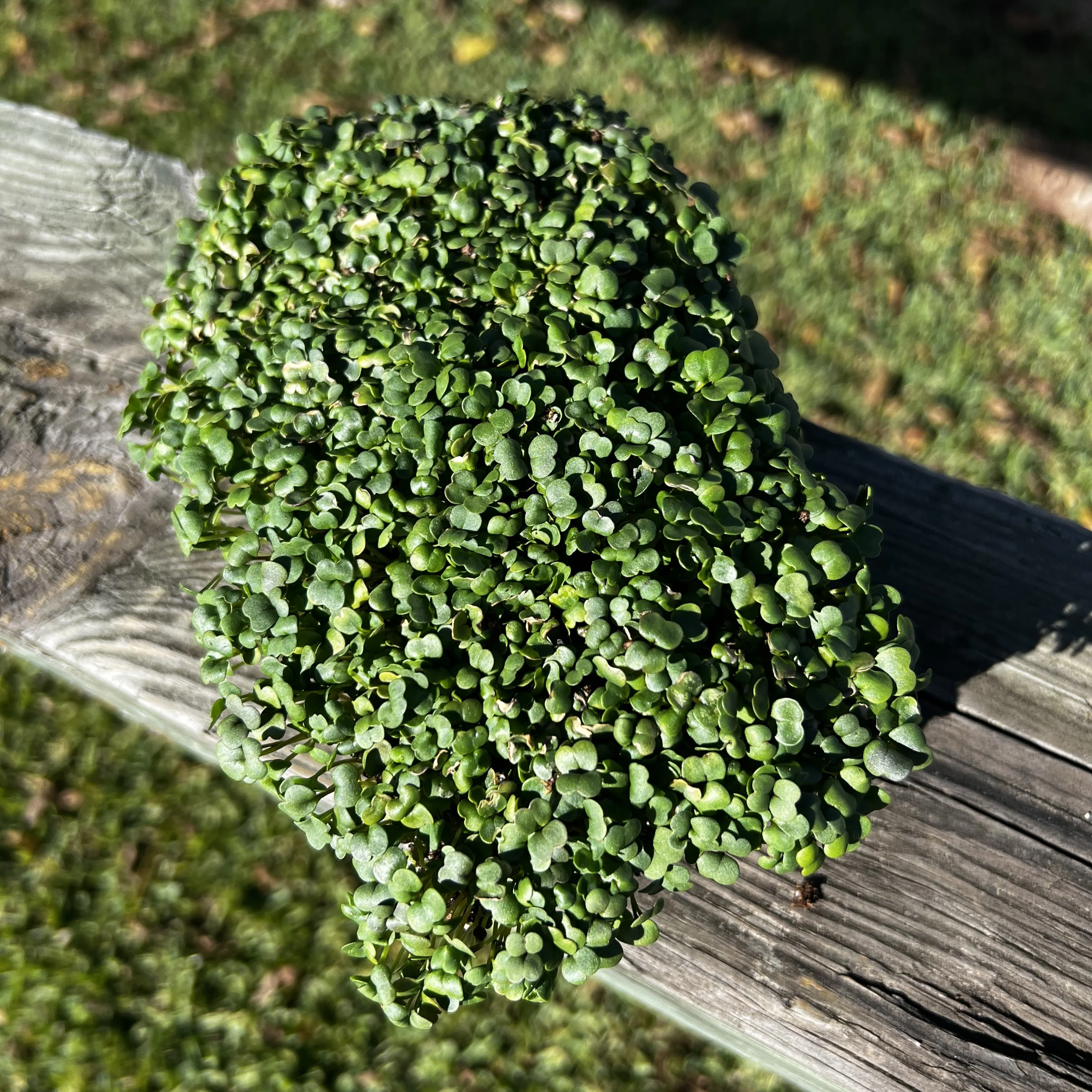 Arugula Microgreens - Image 2