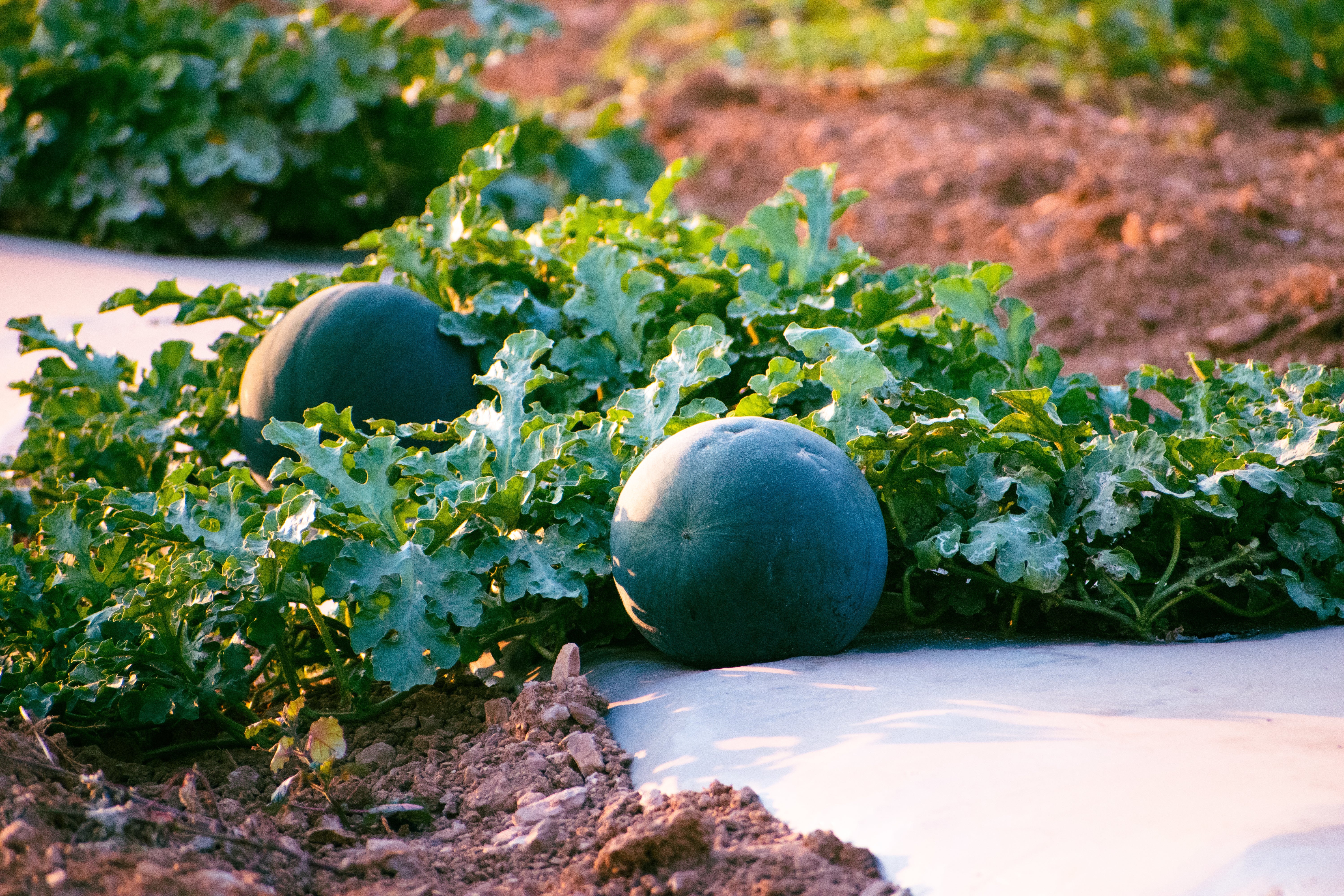 Black Tail Mountain Watermelon - Image 2