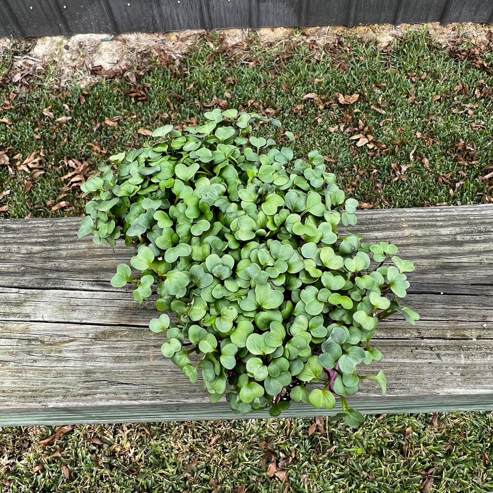 Purple Plum Radish Microgreens - Image 2