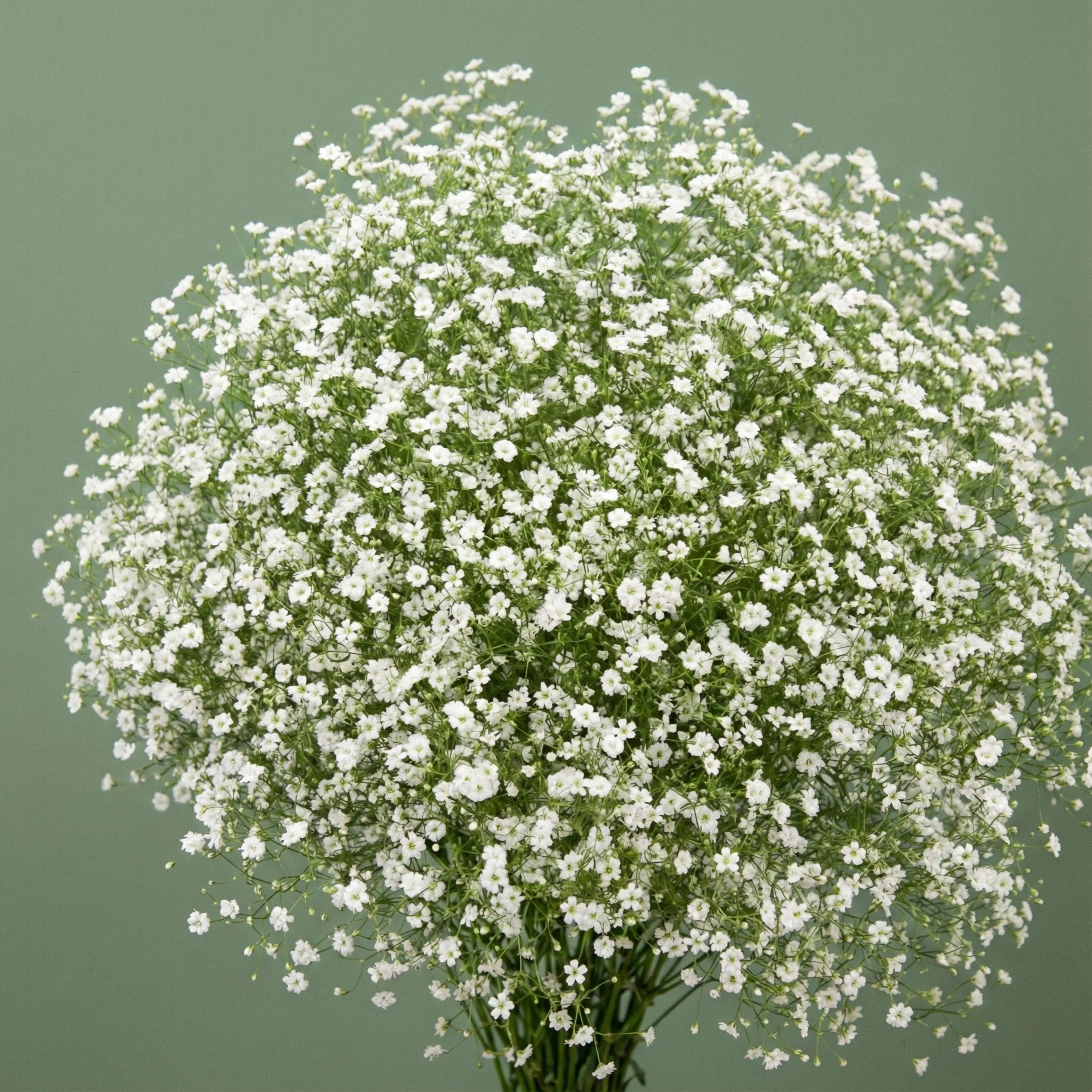 Gypsy White Improved Baby's Breath