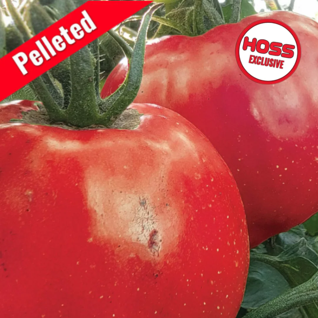 Hossinator Hybrid Tomato F1
