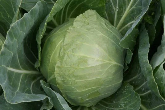 Katarina Hybrid Cabbage F1 - Image 2