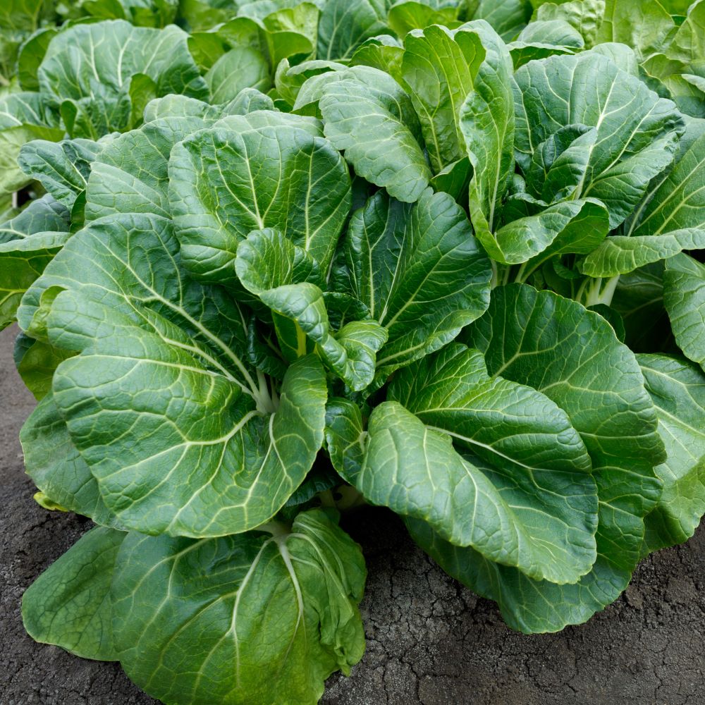 King Choi Cabbage - Image 2