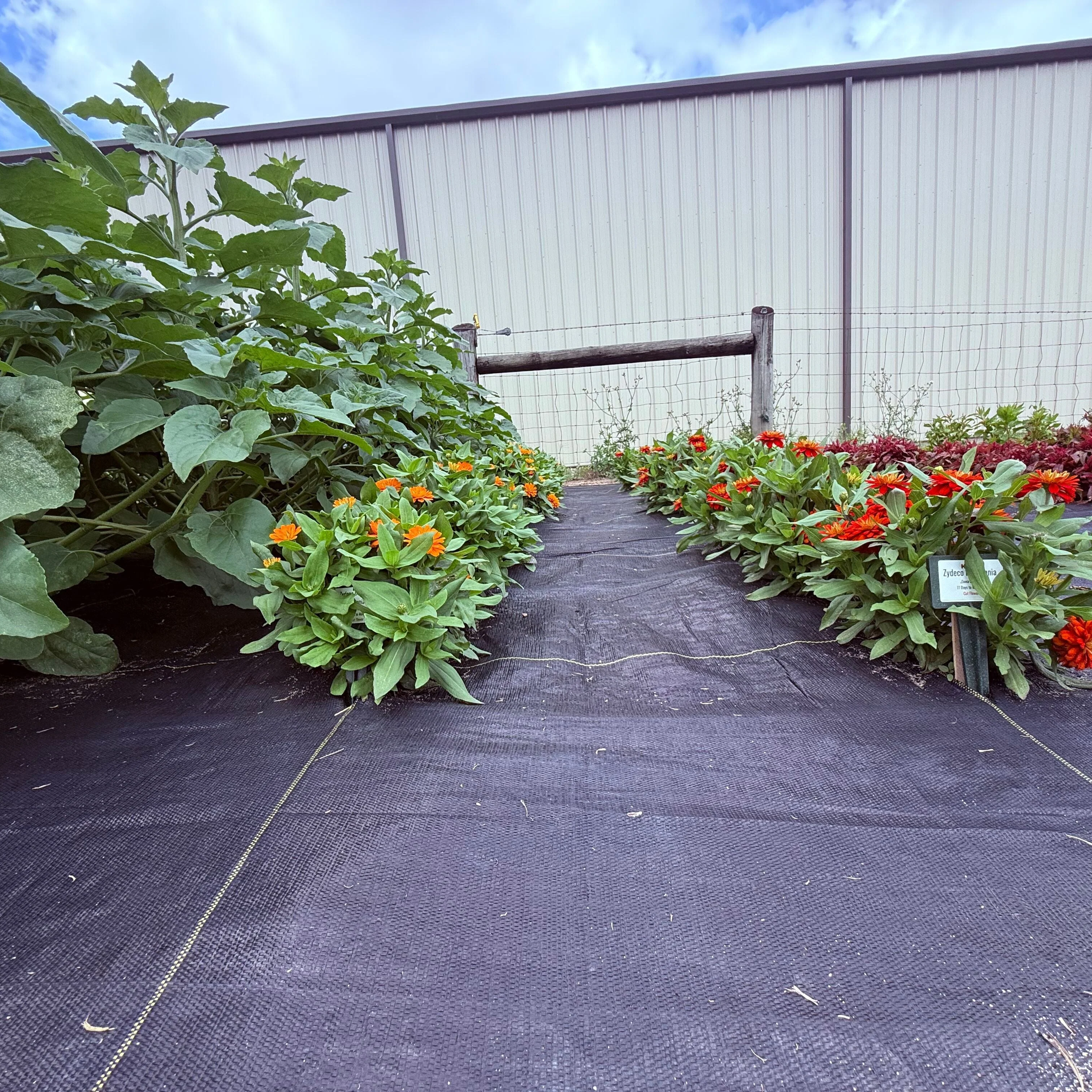 Lazy Garden Ground Cover