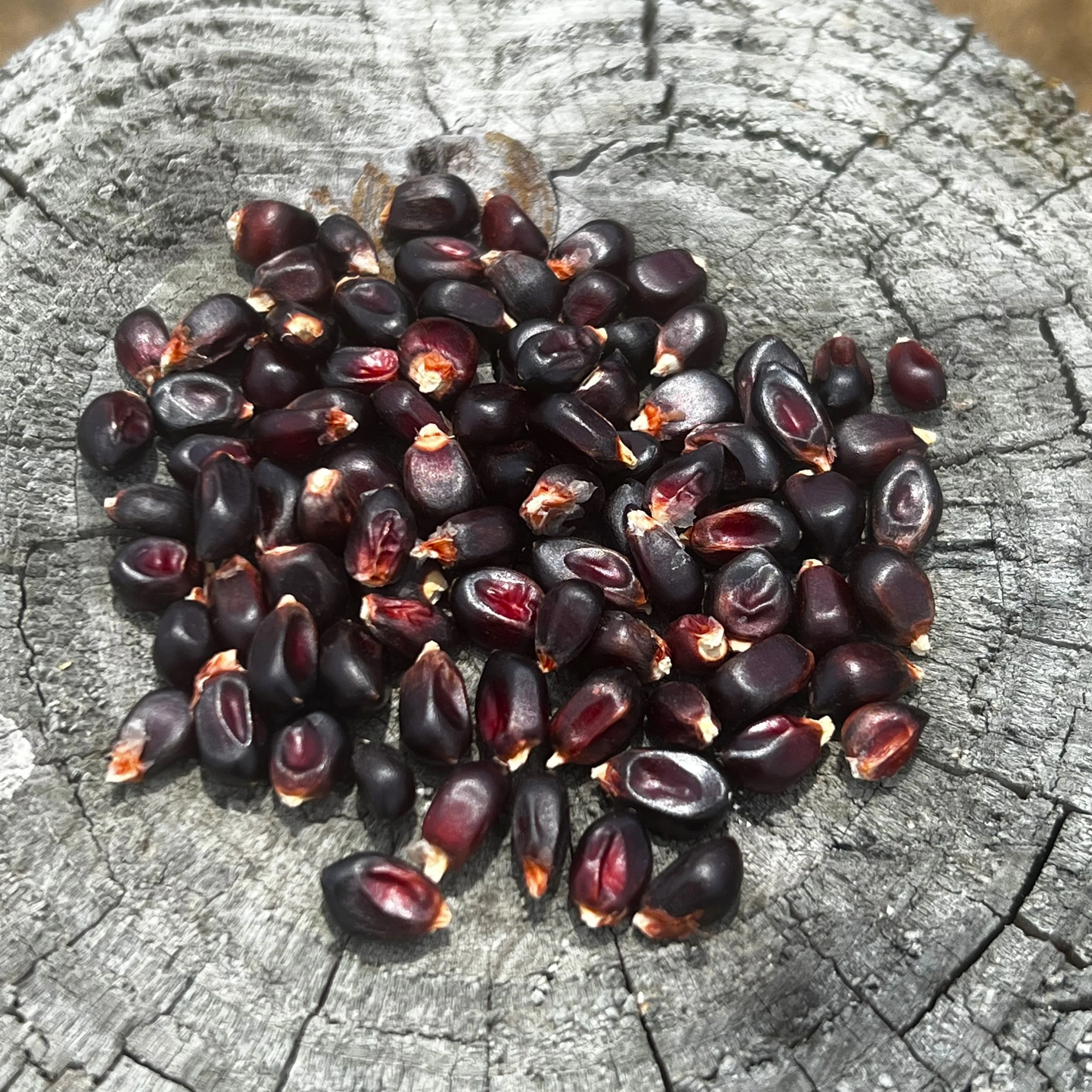 Popcorn Microgreens - Image 2