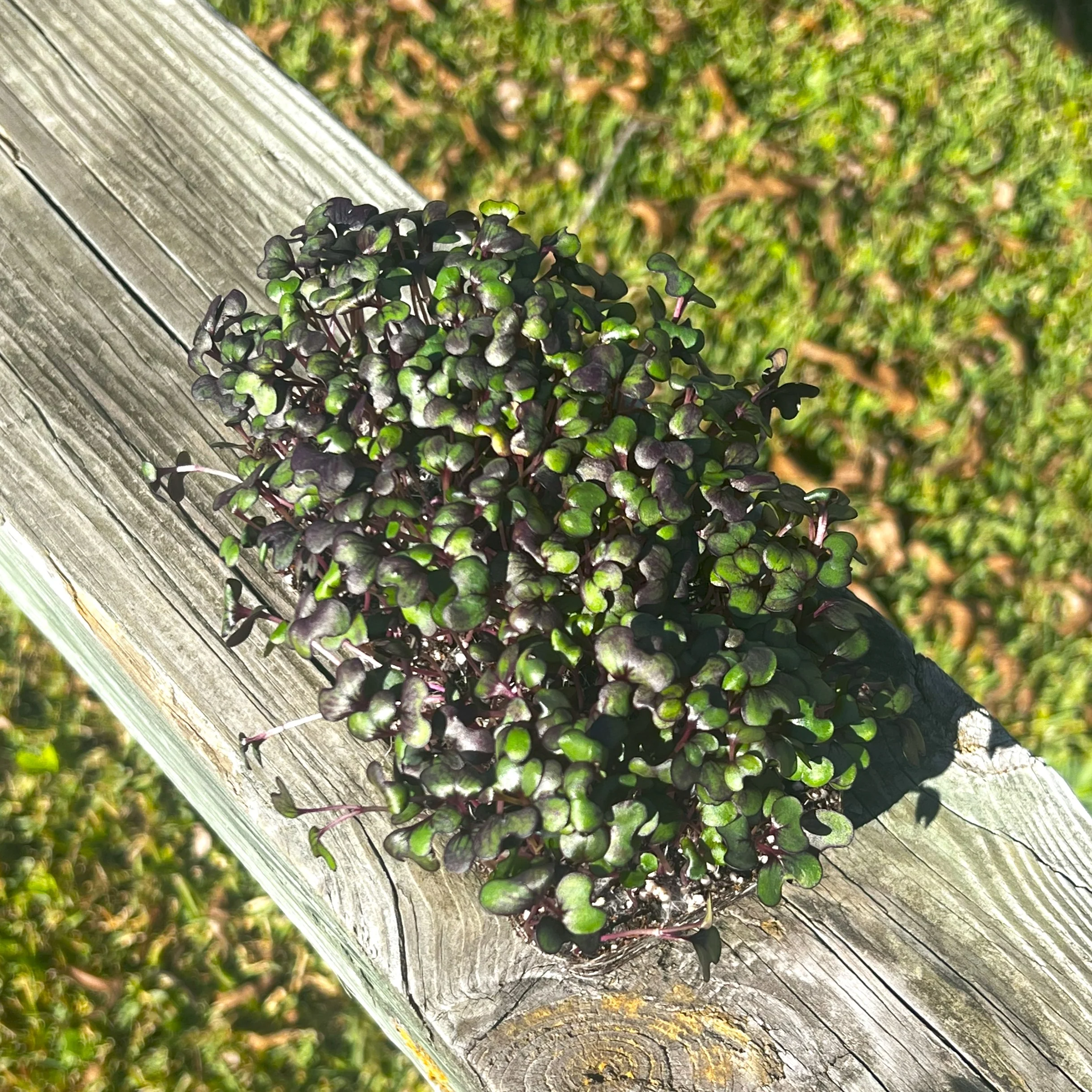 Red Acre Cabbage Microgreens - Image 2