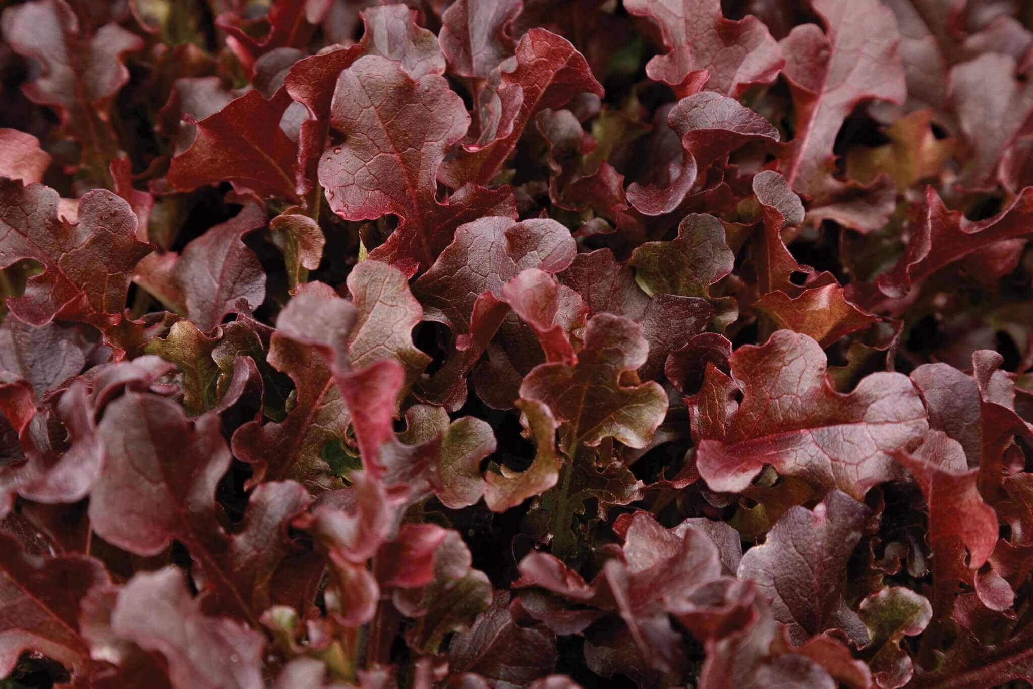 Red Dragon Lettuce