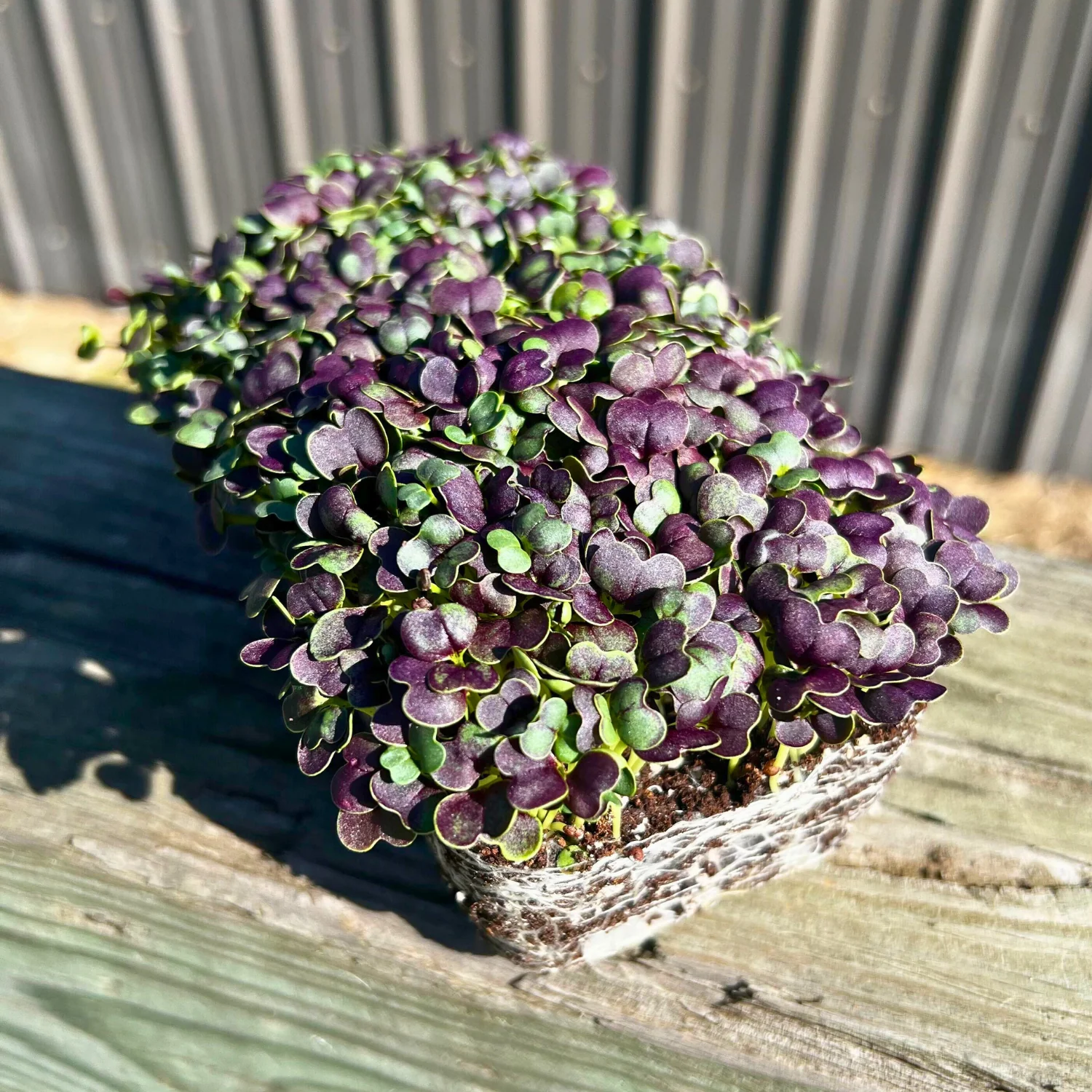 Red Wizard Pak Choi Microgreens - Image 2