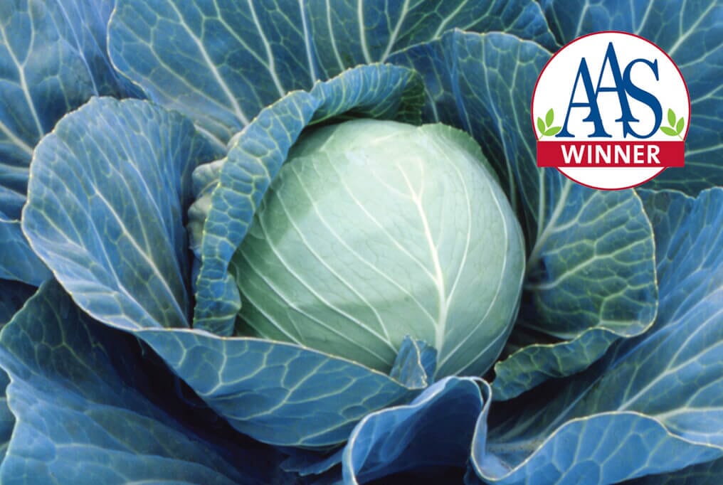 Stonehead Hybrid Cabbage F1