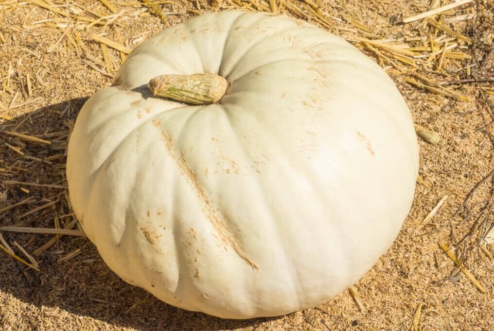 White Flat Boer Ford Pumpkin