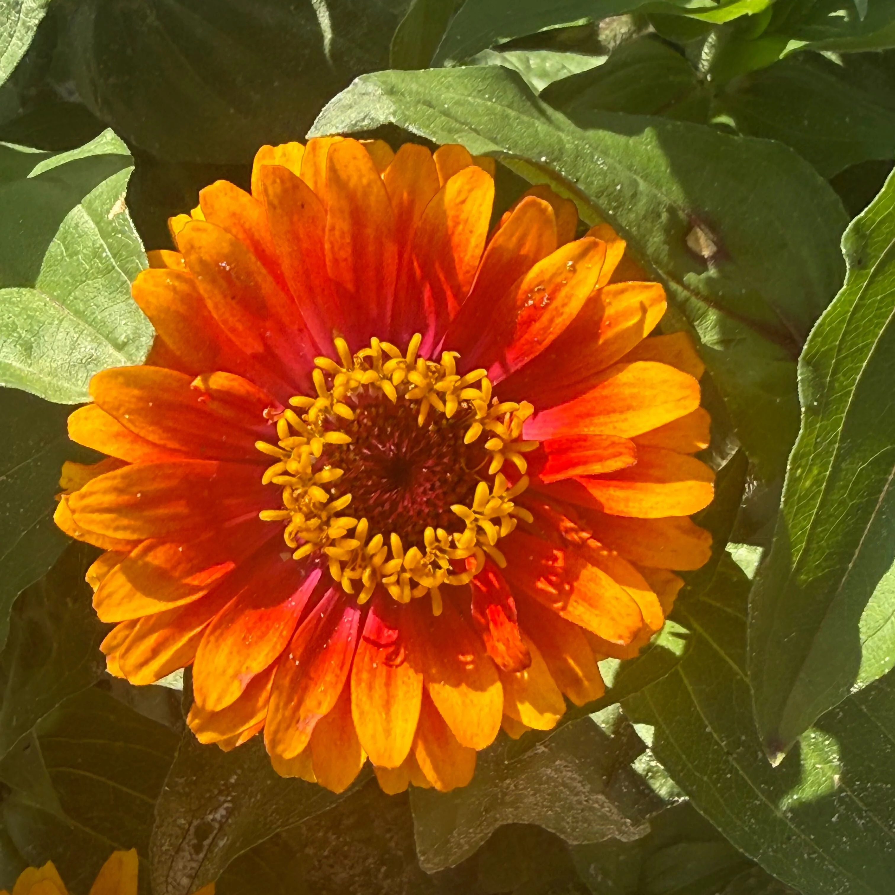Zowie Yellow Flame Zinnia - Image 4